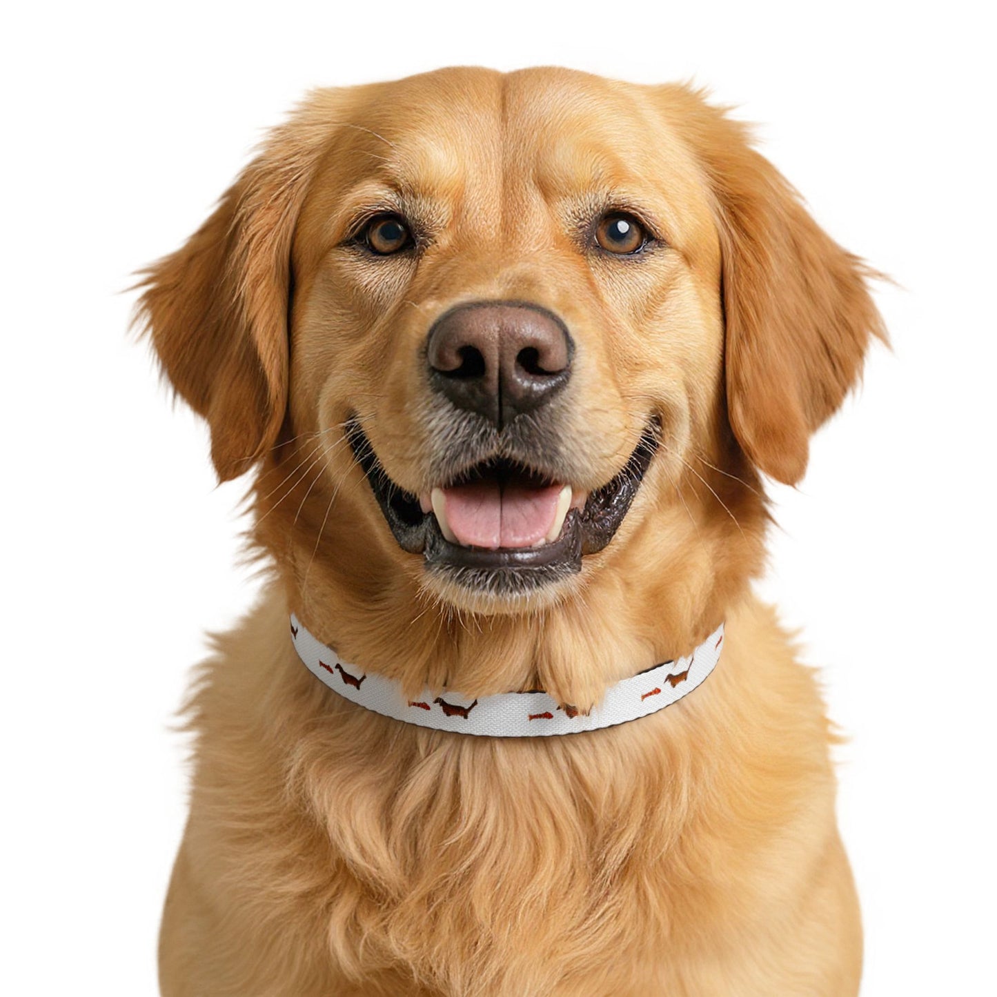 Dachshund & Fish Clip-On Pet Collar