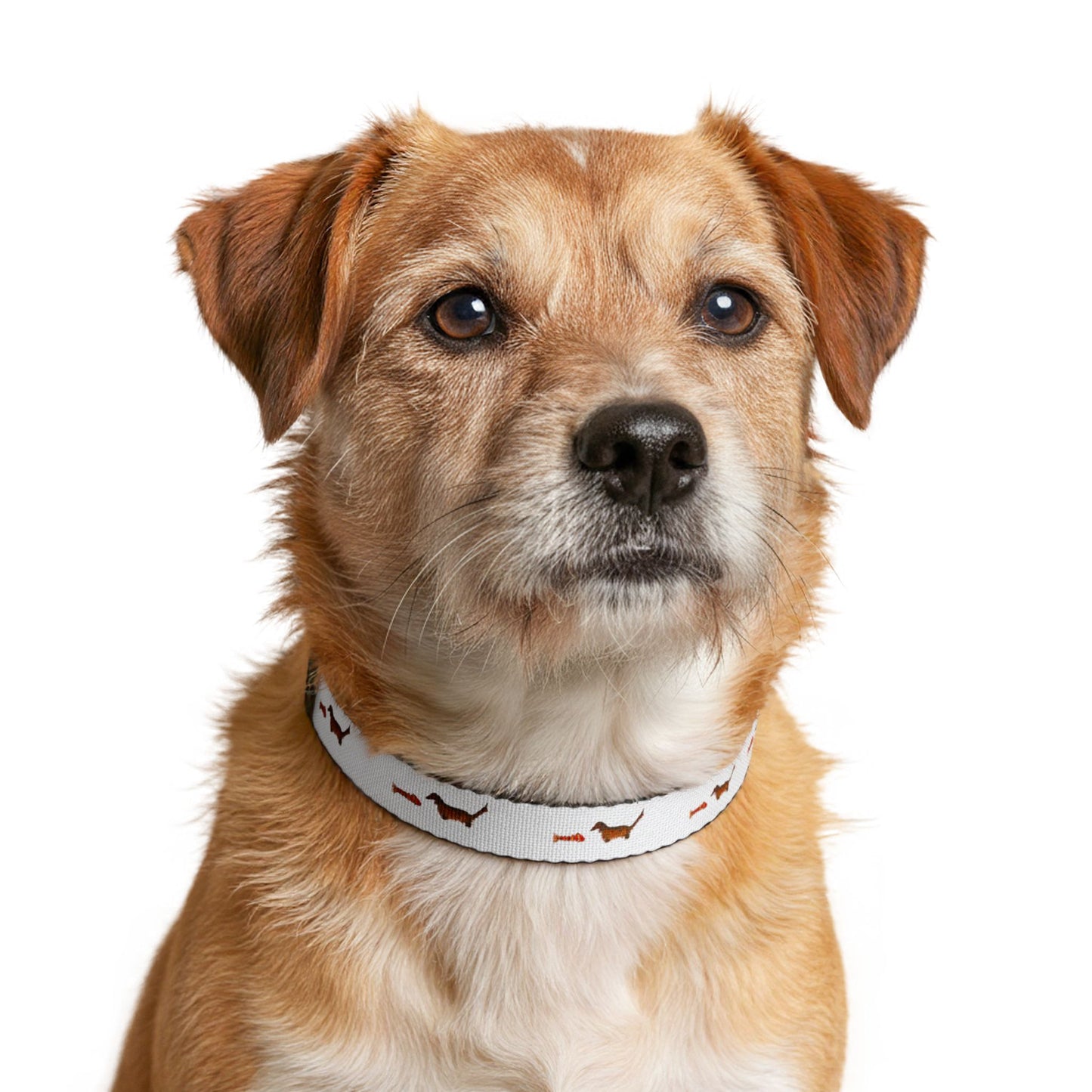 Dachshund & Fish Clip-On Pet Collar