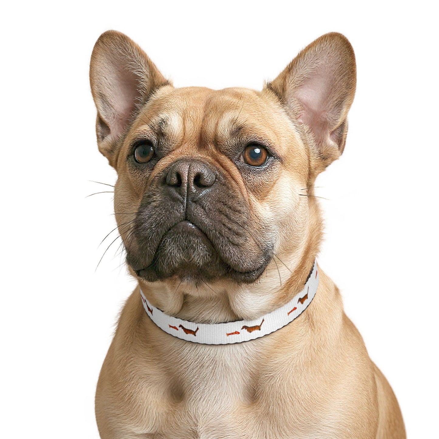 Dachshund & Fish Clip-On Pet Collar